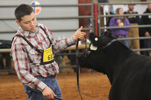 FFA students compete in county livestock show