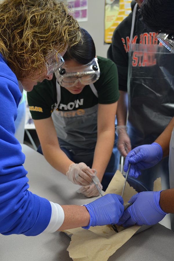 Hearty display \\ Senior Sarai Gutierrez along with her group mates, show anatomy teacher Mrs. Curry the parts of the heart that they were seeking out and labeling in class April 26. 

