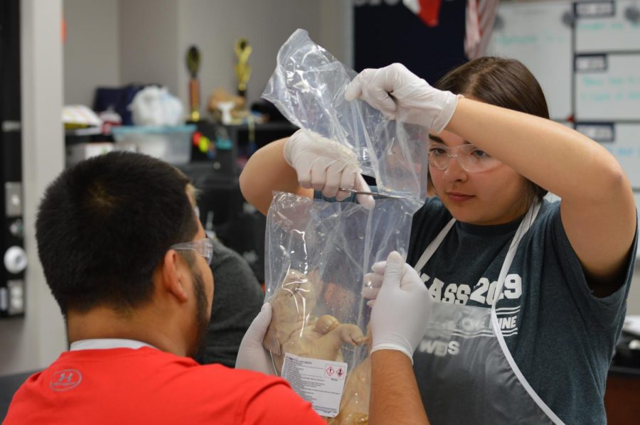 Lab frenzy // Senior Isabelle Coffman begins the process of fetal pig dissection in forensics Dec. 3, 2018. Construction from the recently passed bond begins this summer. The planned renovations will include several new lab spaces to accommodate growth in the coming years. 