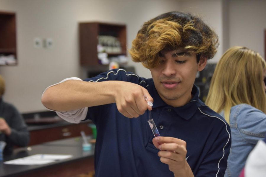Extracts \\ Separating the cells to discover the DNA strand, senior John Castillo smashes his strawberry to the grains in Mrs. Miller’s forensics class Jan.14. 